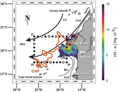 Solid phase extraction of ocean dissolved organic matter with PPL cartridges: efficiency and selectivity